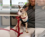 Small #3 Chihuahua Mix