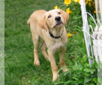 Small #2 Labrador Retriever Mix