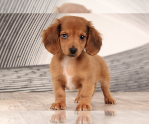 Dachshund Puppy for sale in WESTPOINT, IN, USA