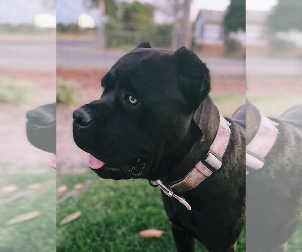 Medium Photo #1 Cane Corso Puppy For Sale in LIVINGSTON, CA, USA