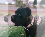 Small Photo #1 Cane Corso Puppy For Sale in LIVINGSTON, CA, USA