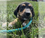 Small Mutt