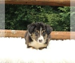 Small Photo #3 Border Collie Puppy For Sale in WARSAW, OH, USA