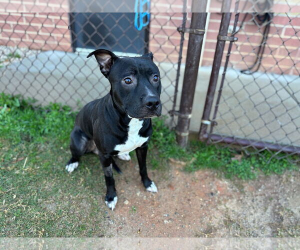 Medium Photo #1 Mutt Puppy For Sale in Grovetown, GA, USA