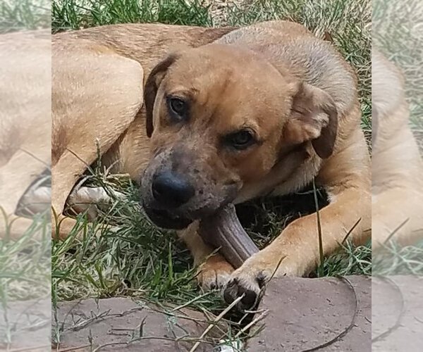 Medium Photo #9 Catahoula Leopard Dog-Unknown Mix Puppy For Sale in Spring, TX, USA