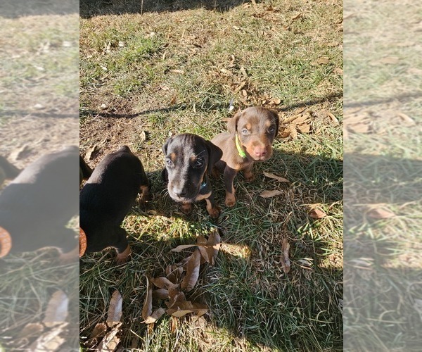 Medium Photo #15 Doberman Pinscher Puppy For Sale in TIPTON, MO, USA