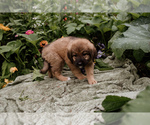 Small #3 Bernese Mountain Dog-Caucasian Shepherd Dog Mix