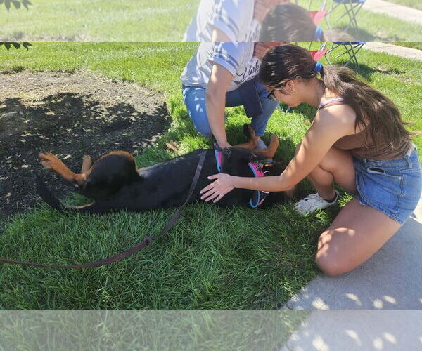 Medium Photo #8 Rottweiler-Unknown Mix Puppy For Sale in Westwood, NJ, USA