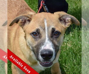 Borador Dogs for adoption in Huntley, IL, USA