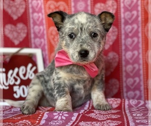 Australian Cattle Dog Puppy for sale in LANCASTER, PA, USA