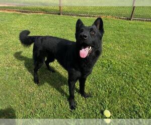 German Shepherd Dog Dogs for adoption in Grovetown, GA, USA