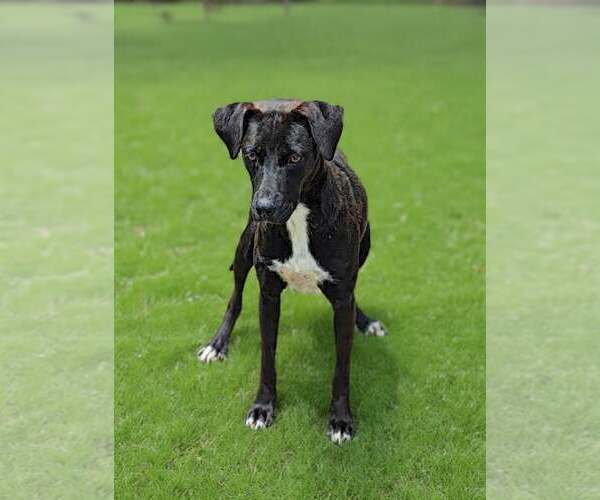 Medium Photo #2  Puppy For Sale in , 