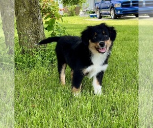 Miniature Australian Shepherd Puppy for sale in GREENFIELD, IN, USA