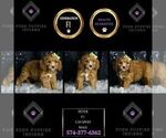 Small Photo #12 Cavapoo Puppy For Sale in WARSAW, IN, USA