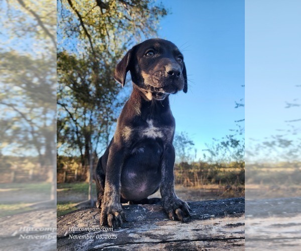 Medium Photo #3 Catahoula Leopard Dog Puppy For Sale in CUMBY, TX, USA