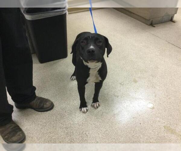 Medium Photo #1 American Pit Bull Terrier Puppy For Sale in Riverside, CA, USA