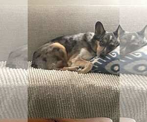 Mutt Dogs for adoption in Dallas, TX, USA