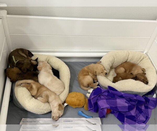 Medium Photo #2 German Shepherd Dog-Unknown Mix Puppy For Sale in The Woodlands, TX, USA