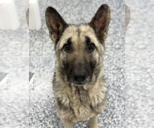 German Shepherd Dog-Unknown Mix Dogs for adoption in Bemidji, MN, USA