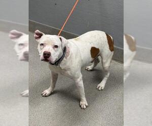 Mutt Dogs for adoption in Las Vegas, NV, USA