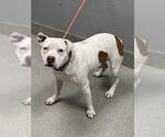 Small Mutt