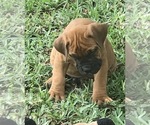 Small Photo #4 Boerboel Puppy For Sale in WEST PALM BCH, FL, USA