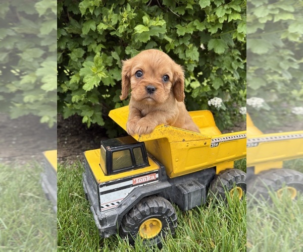 Medium Photo #1 Cavalier King Charles Spaniel Puppy For Sale in MIDDLEBURY, IN, USA