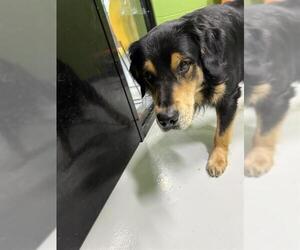 Golden Shepherd Dogs for adoption in Temple, TX, USA