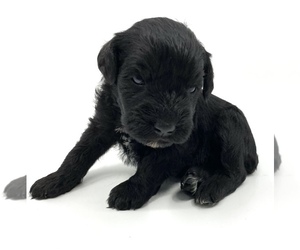 Schnauzer (Miniature) Puppy for Sale in WINTERVILLE, Georgia USA