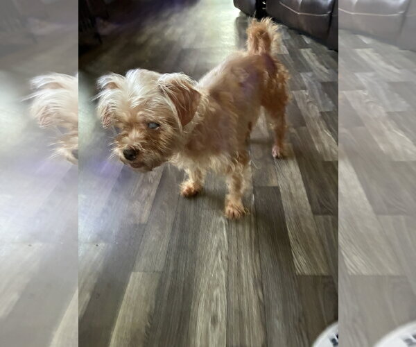 Medium Photo #1 Mutt Puppy For Sale in Middlesex, NC, USA