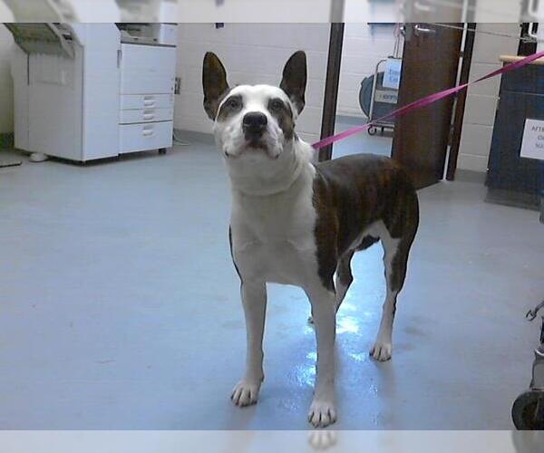 Medium Photo #1 American Pit Bull Terrier Puppy For Sale in Fayetteville, NC, USA