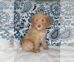 Small Photo #2 Poodle (Standard) Puppy For Sale in ELKTON, KY, USA