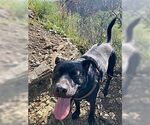 Small Labrador Retriever