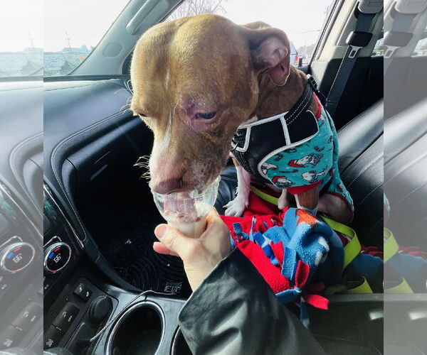 Medium Photo #17 Staffordshire Bull Terrier-Unknown Mix Puppy For Sale in Princeton, MN, USA