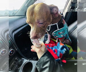Coco Ross - Male Staffordshire Bull Terrier-Unknown Mix Dog for Adoption - Photo #17
