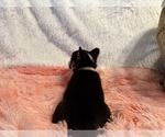 Small #8 American Corgi