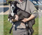 Small #1 Border Collie Mix