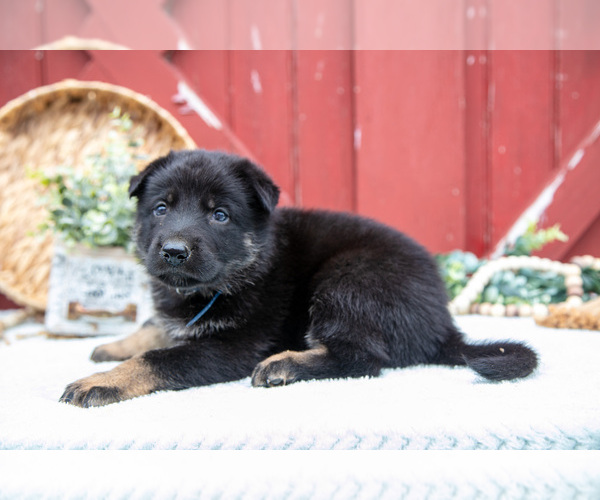Medium Photo #16 German Shepherd Dog Puppy For Sale in PARKESBURG, PA, USA