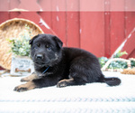 Small Photo #16 German Shepherd Dog Puppy For Sale in PARKESBURG, PA, USA