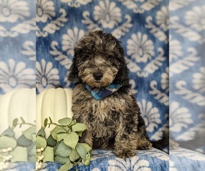 Miniature Labradoodle Puppy for sale in QUARRYVILLE, PA, USA