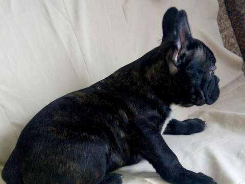 Medium Photo #8 French Bulldog Puppy For Sale in PHILA, PA, USA