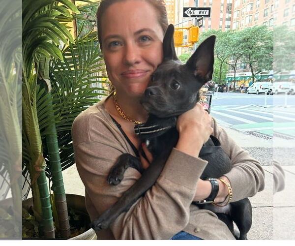 Medium Photo #4 French Bullhuahua Puppy For Sale in Brewster, NY, USA