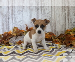 Small Jack Russell Terrier-Jug Mix