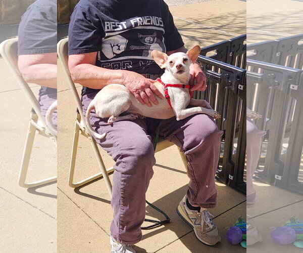 Medium Photo #4 Chihuahua-Unknown Mix Puppy For Sale in Dallas, TX, USA