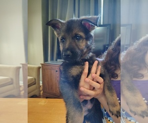 Medium German Shepherd Dog