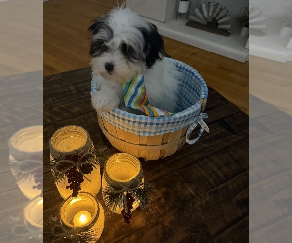 Medium Photo #44 Shih-Poo Puppy For Sale in DINWIDDIE, VA, USA