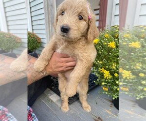 English Cream Golden Retriever-Poodle (Standard) Mix Puppy for sale in WORCESTER, MA, USA