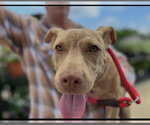 Small #1 Labrador Retriever Mix