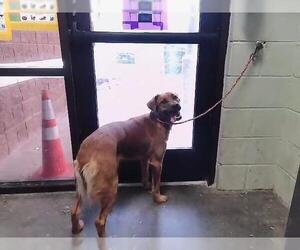 Golden Retriever-Unknown Mix Dogs for adoption in Tulsa, OK, USA