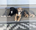 Small #11 Labrador Retriever Mix